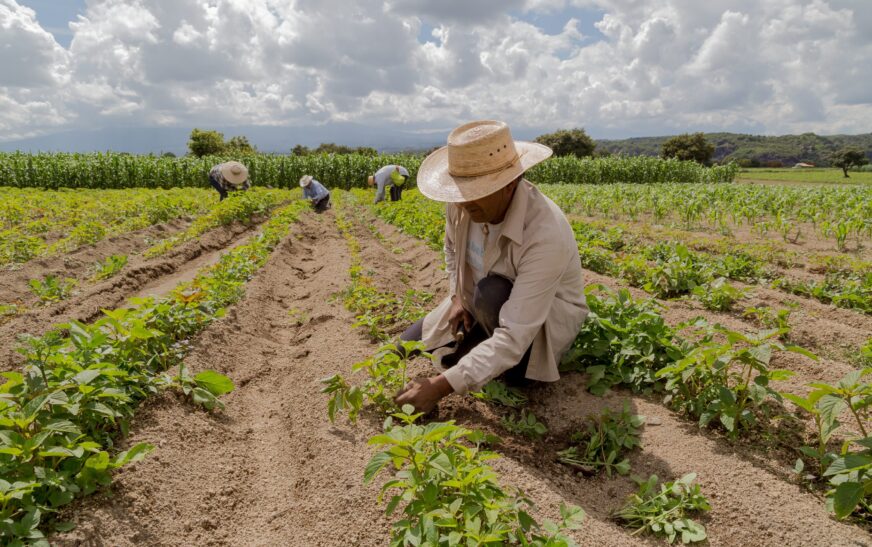 Agricultura prepara 7,900 tareas de tierras gratis a productores en Puerto Plata