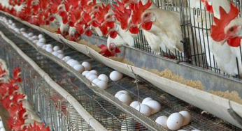 La ADA asegura crecimiento avícola impulsa alimentación